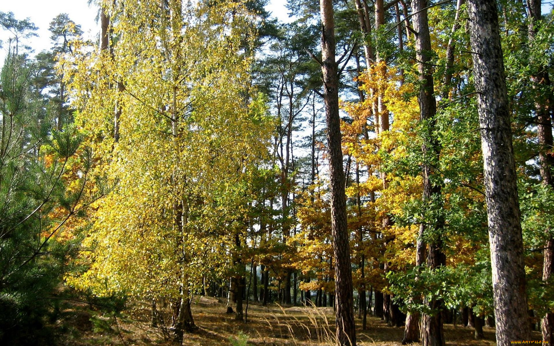 Сосна осенью. Березово Сосновый лес. Береза, сосна Карагай. Береза смешанный лес. Смешанный лес сосны и березы.